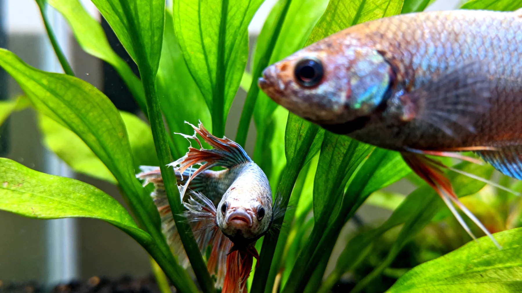 Fische zeigen Aggressivität oder Stress beim Zusammenleben mit anderen Fischarten im Aquarium, was zu Flossenverletzungen, Futterkonkurrenz und ungleicher Nährstoffversorgung führen kann"