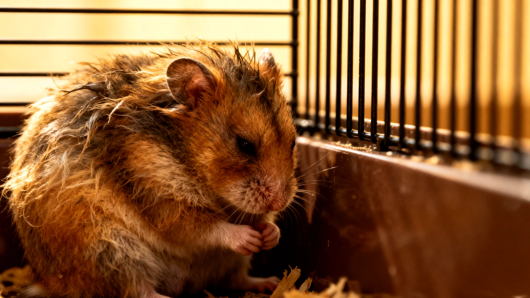 Ältere Hamster leiden häufig unter Gelenkproblemen und verminderter Beweglichkeit, was zu Schwierigkeiten bei der Fellpflege und der Erreichbarkeit von Körperstellen führt. Zusätzlich können altersbedingte Inkontinenz und nachlassende Hygienefähigkeiten zu Hautirritationen und Infektionen führen."