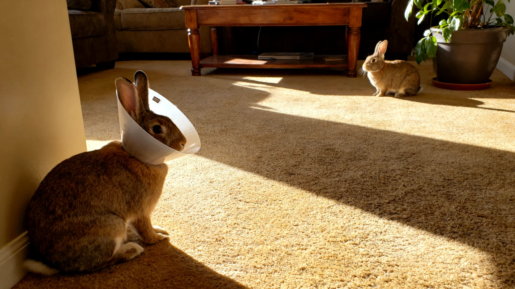 Kaninchen zeigen nach der Kastration oft Verhaltensänderungen und benötigen besondere Aufmerksamkeit bei der Wiedereingewöhnung in ihr gewohntes Lebensumfeld im Haus, insbesondere bei der Rückkehr zu Artgenossen und der Anpassung an veränderte Territoriumsdynamiken"