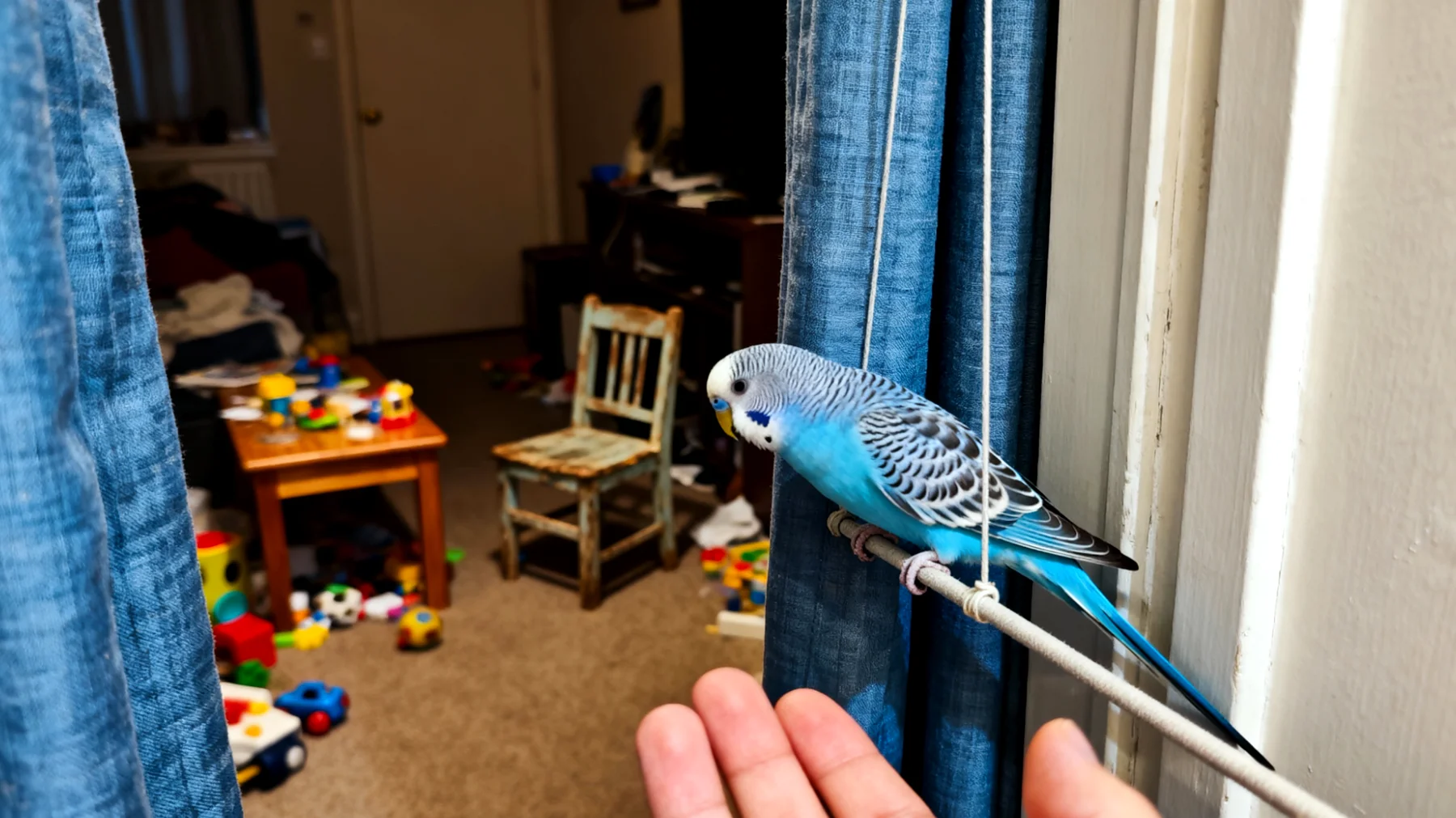 Wellensittiche können in der Wohnung nicht ausreichend trainiert werden, um grundlegende Kommandos wie 'Komm' oder 'Auf die Hand' zu erlernen, da der begrenzte Raum und ablenkende Umgebungsreize das systematische Training erschweren"