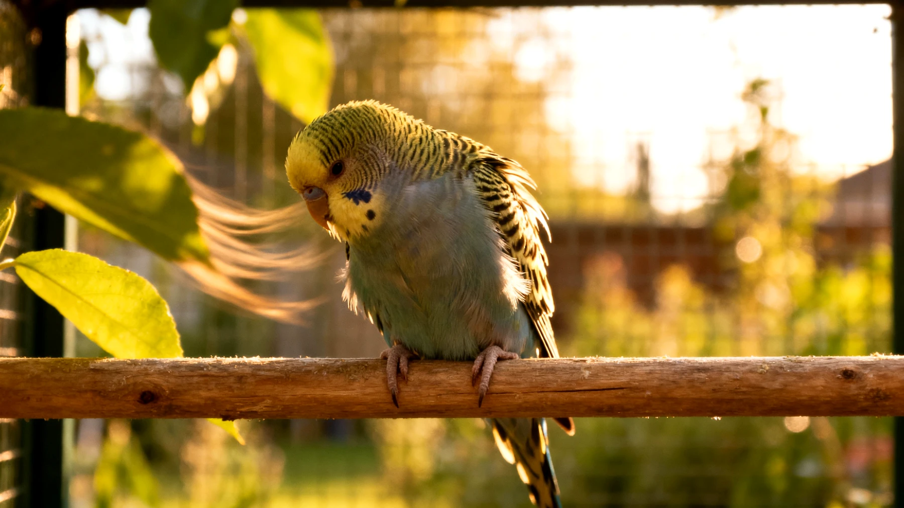 Wellensittiche können im Garten durch Lärm, Wetterextreme und fehlende Rückzugsmöglichkeiten gestresst sein und benötigen spezielle Entspannungstechniken und eine beruhigende Umgebung"