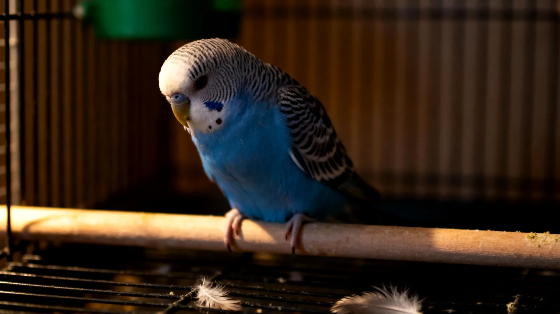 Wellensittiche benötigen regelmäßiges Training und Verhaltensübungen in der Wohnung, um geistig stimuliert zu bleiben und Verhaltensprobleme wie Langeweile, übermäßiges Schreien oder Federrupfen zu vermeiden"